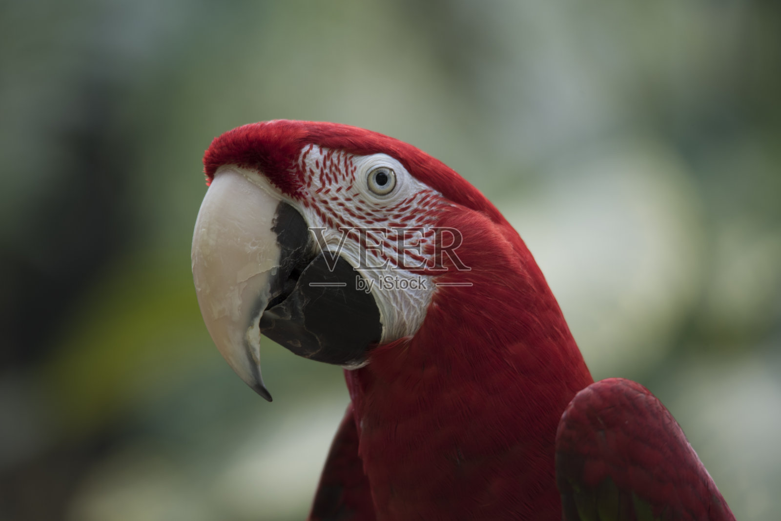 红绿金刚鹦鹉头特写照片摄影图片
