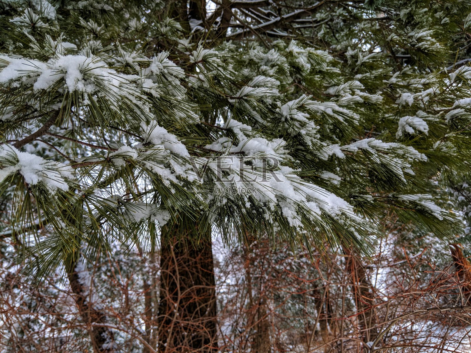 白雪覆盖的常青树照片摄影图片