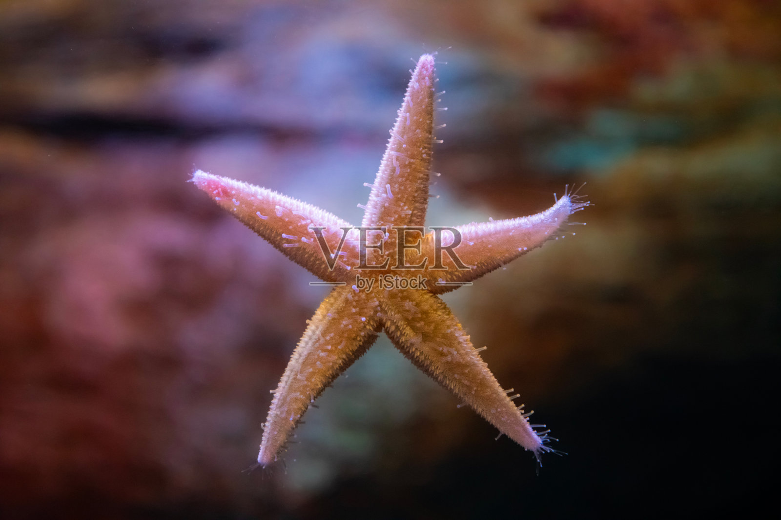 在水族缸中休息的海星(海星)的下面(属于海星纲的棘皮动物)照片摄影图片