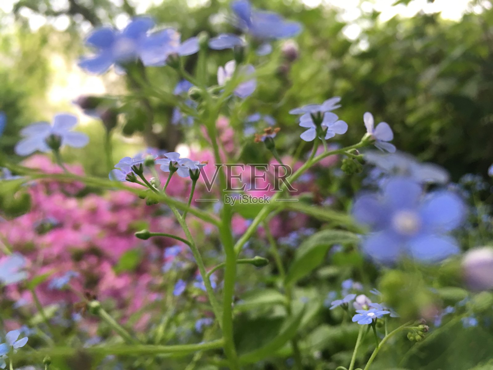 在纽约曼哈顿中央公园的春天，勿忘我植物开花。照片摄影图片