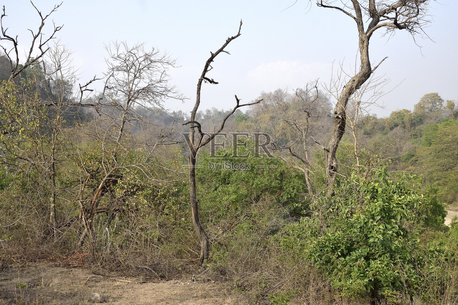 老虎保护区森林照片摄影图片