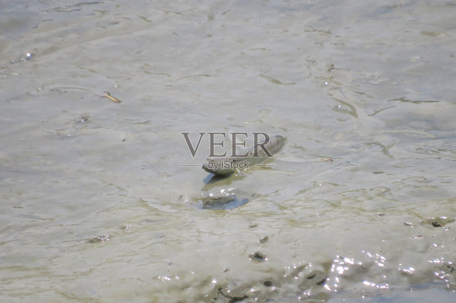 弹涂鱼，两栖鱼类，在泥滩上照片摄影图片