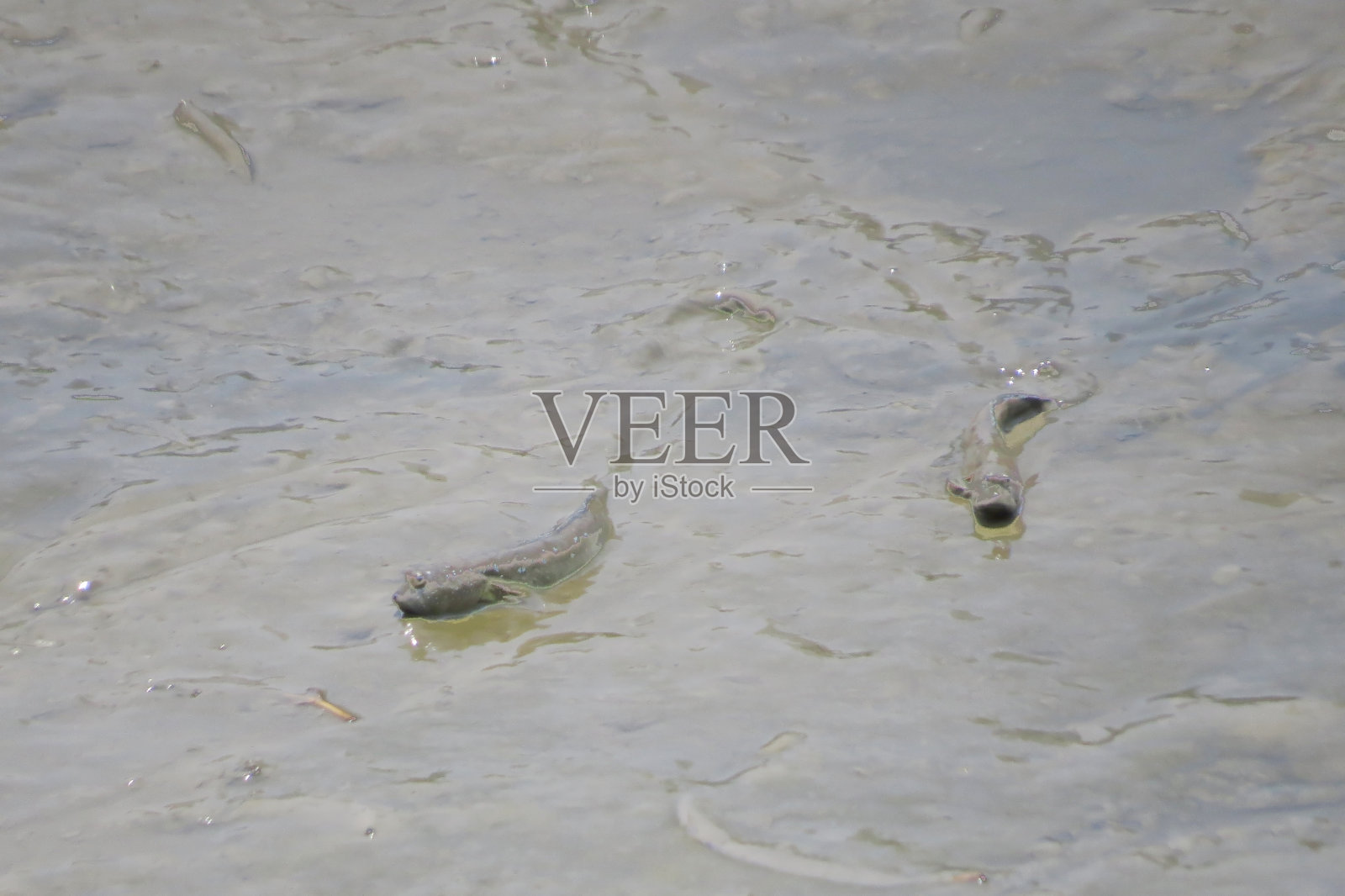 弹涂鱼，两栖鱼类，在泥滩上照片摄影图片