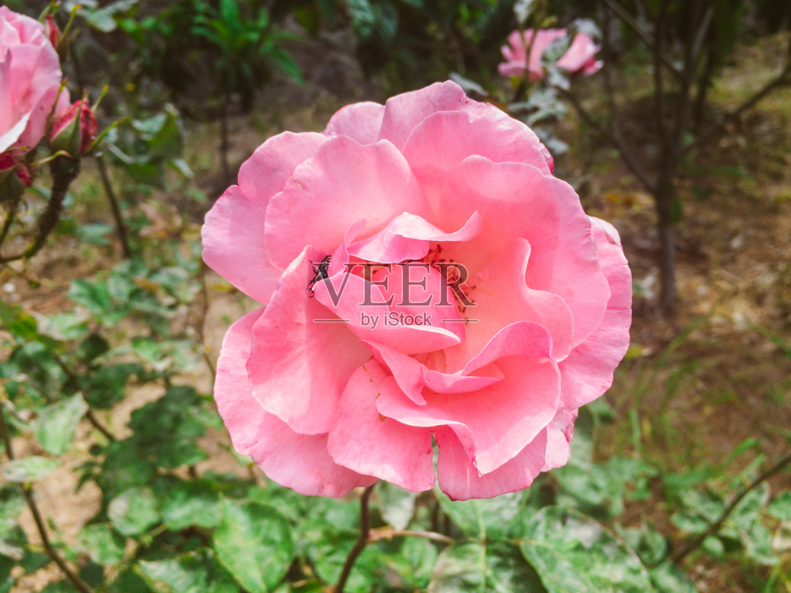 天堂的玫瑰照片摄影图片