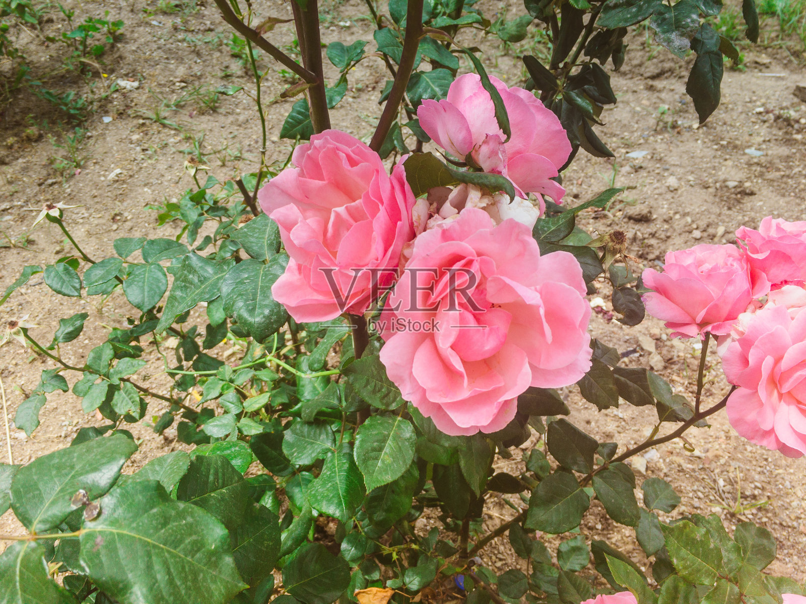 天堂的玫瑰照片摄影图片