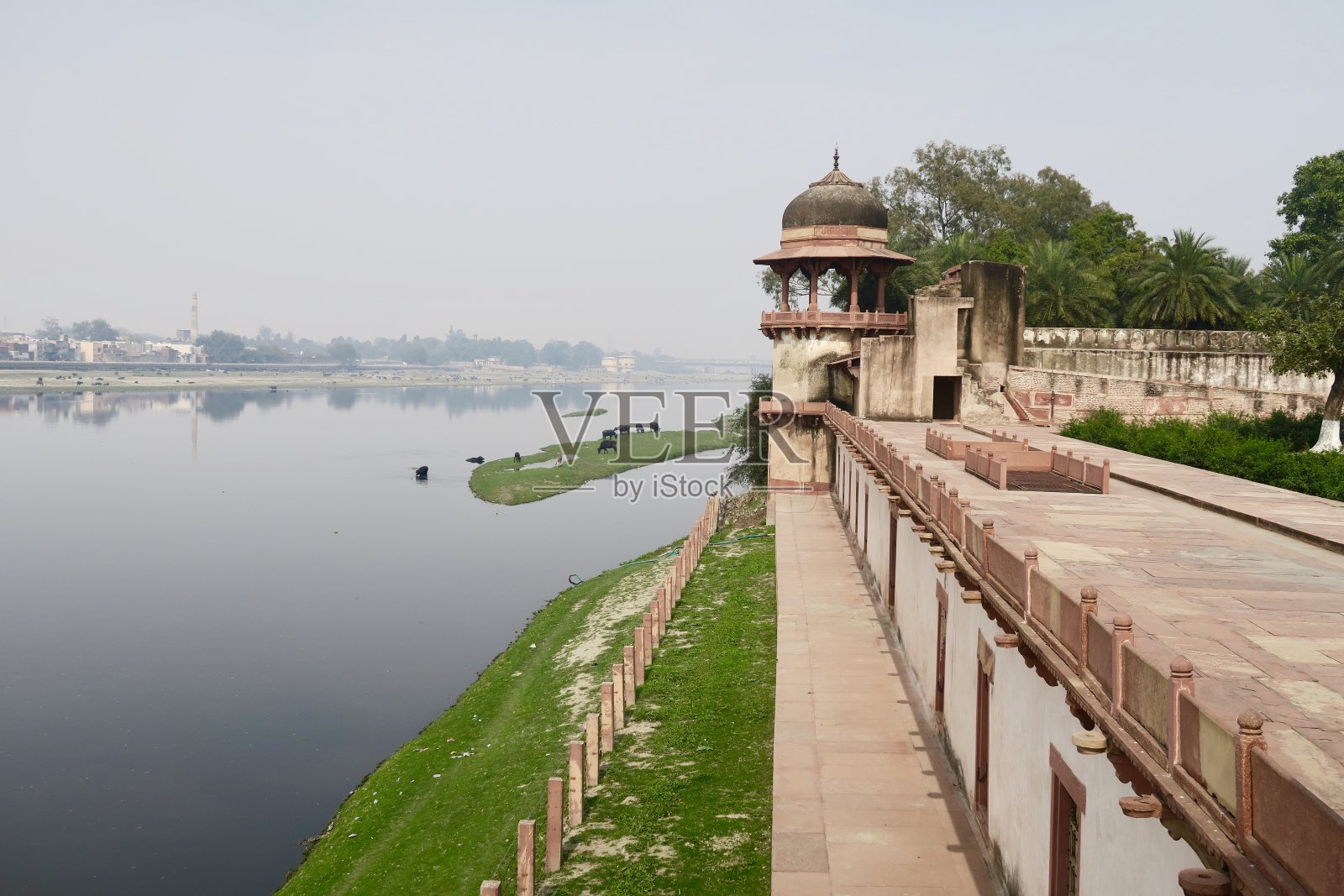 这是印度牛/圣牛在绿色的亚穆纳河岛上吃草的图片，位于印度北方邦阿格拉的Ambedkar桥和Itmad / Itimad Ud Daulah陵墓旁(小泰姬陵照片)照片摄影图片