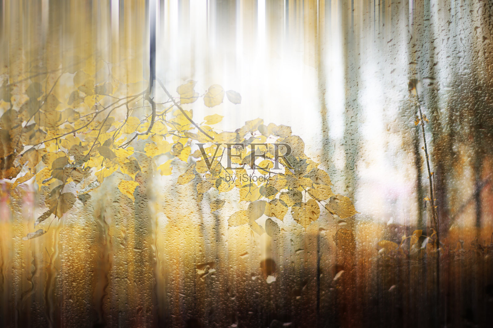 背景秋雨在公园里照片摄影图片