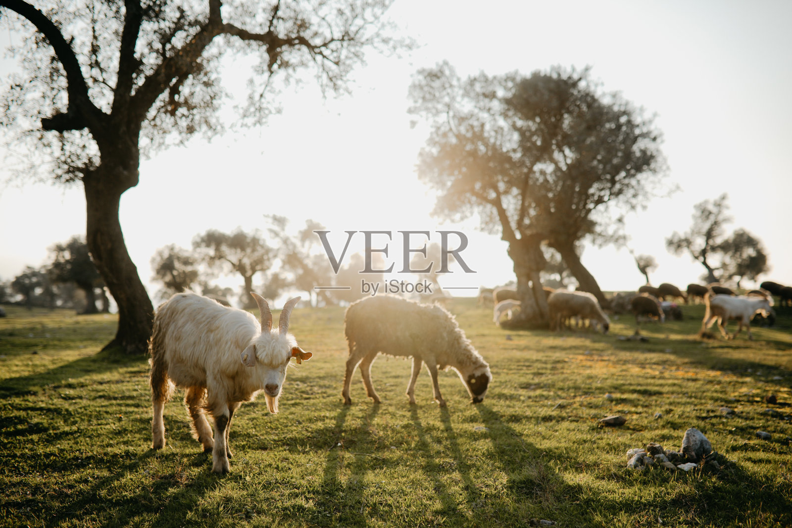 春天的小羊羔和妈妈照片摄影图片