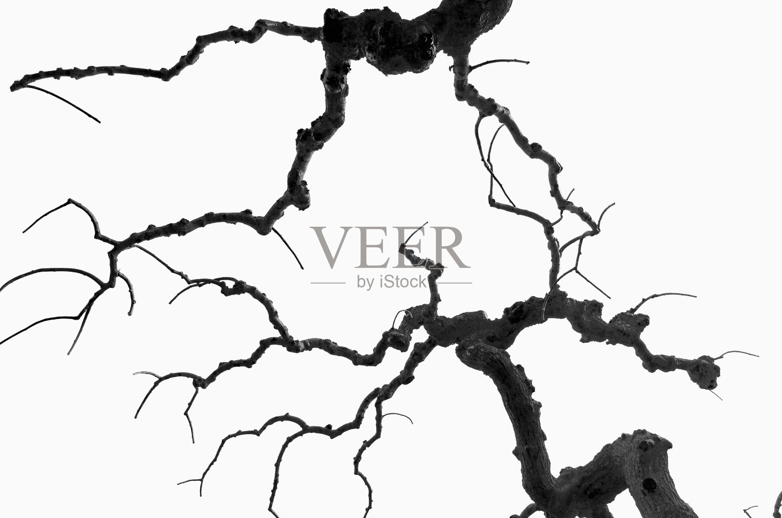 光秃秃的、粗壮的、引人注目的自然树枝孤立在白色的背景上照片摄影图片