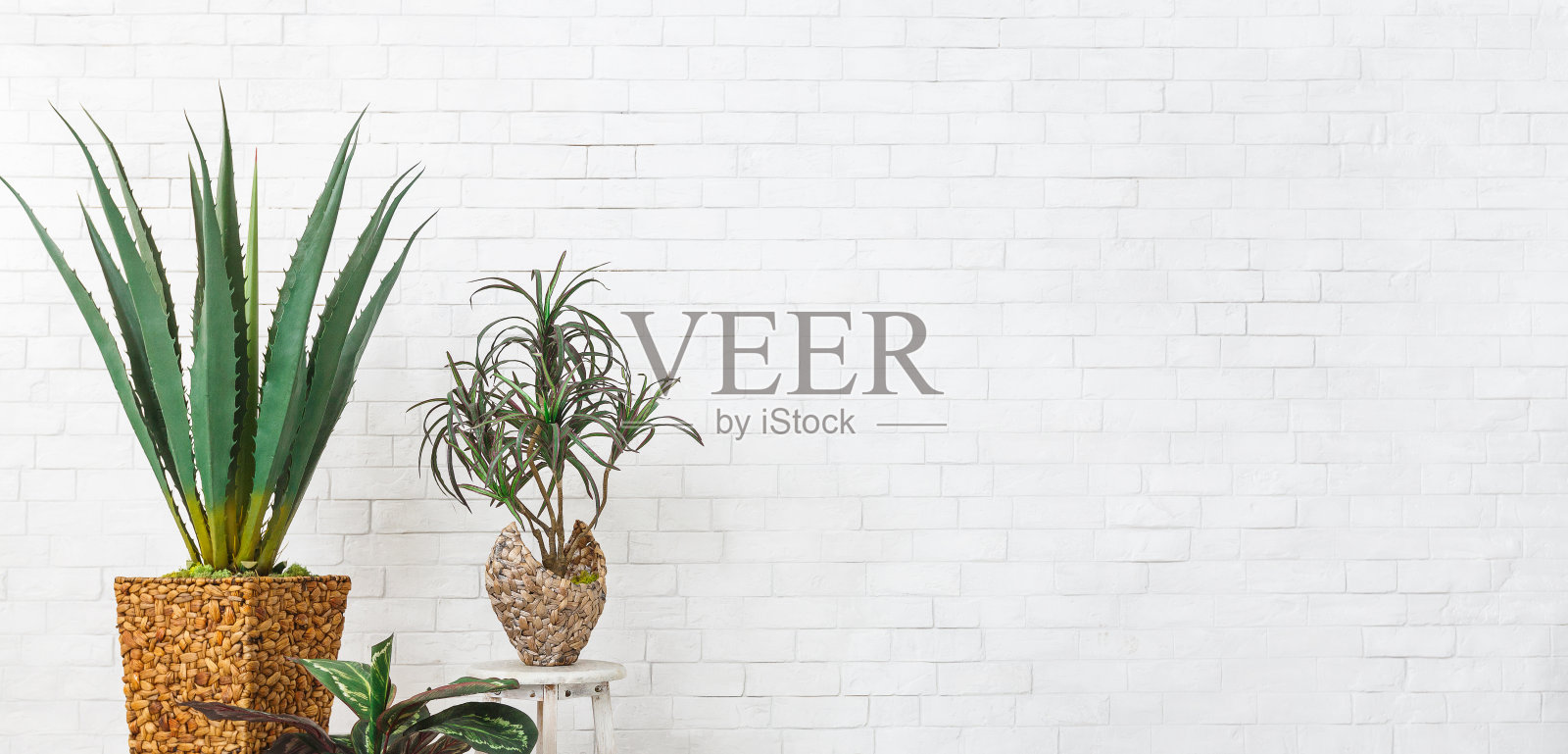 各种室内植物在白色砖墙上，复制空间照片摄影图片