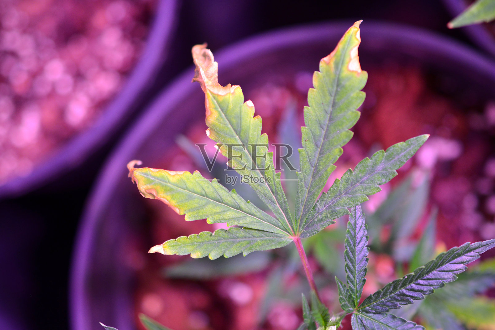 大麻，室内种植的大麻照片摄影图片