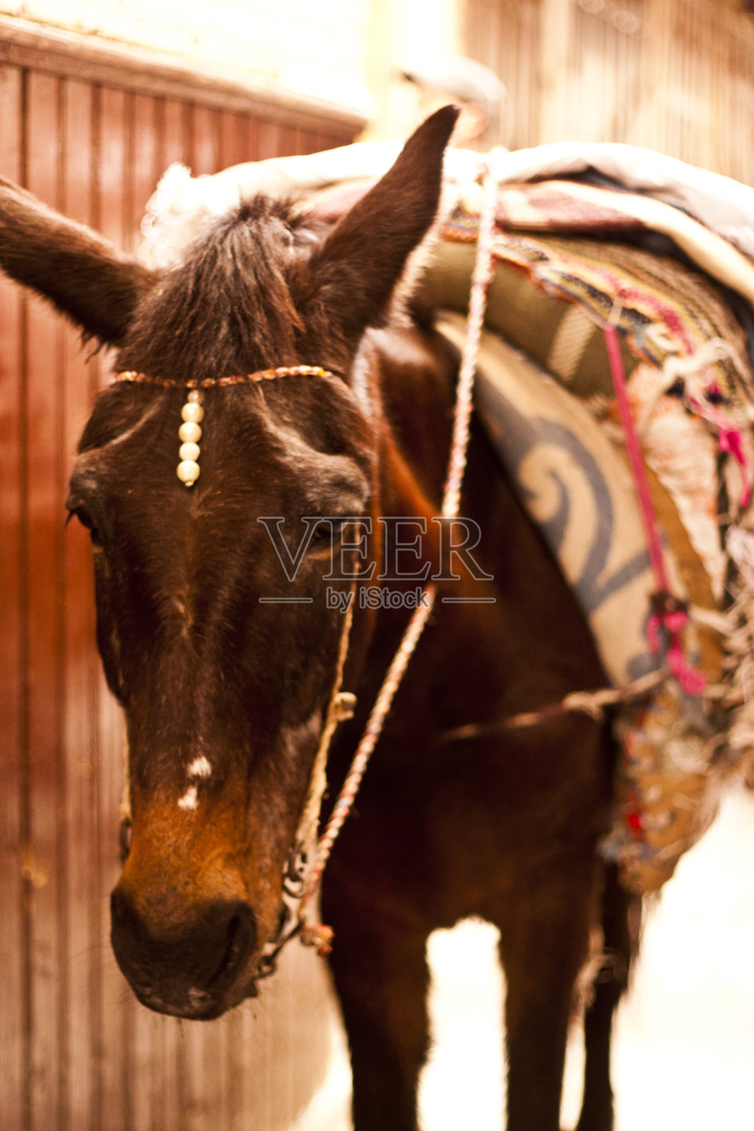 驴在摩洛哥照片摄影图片
