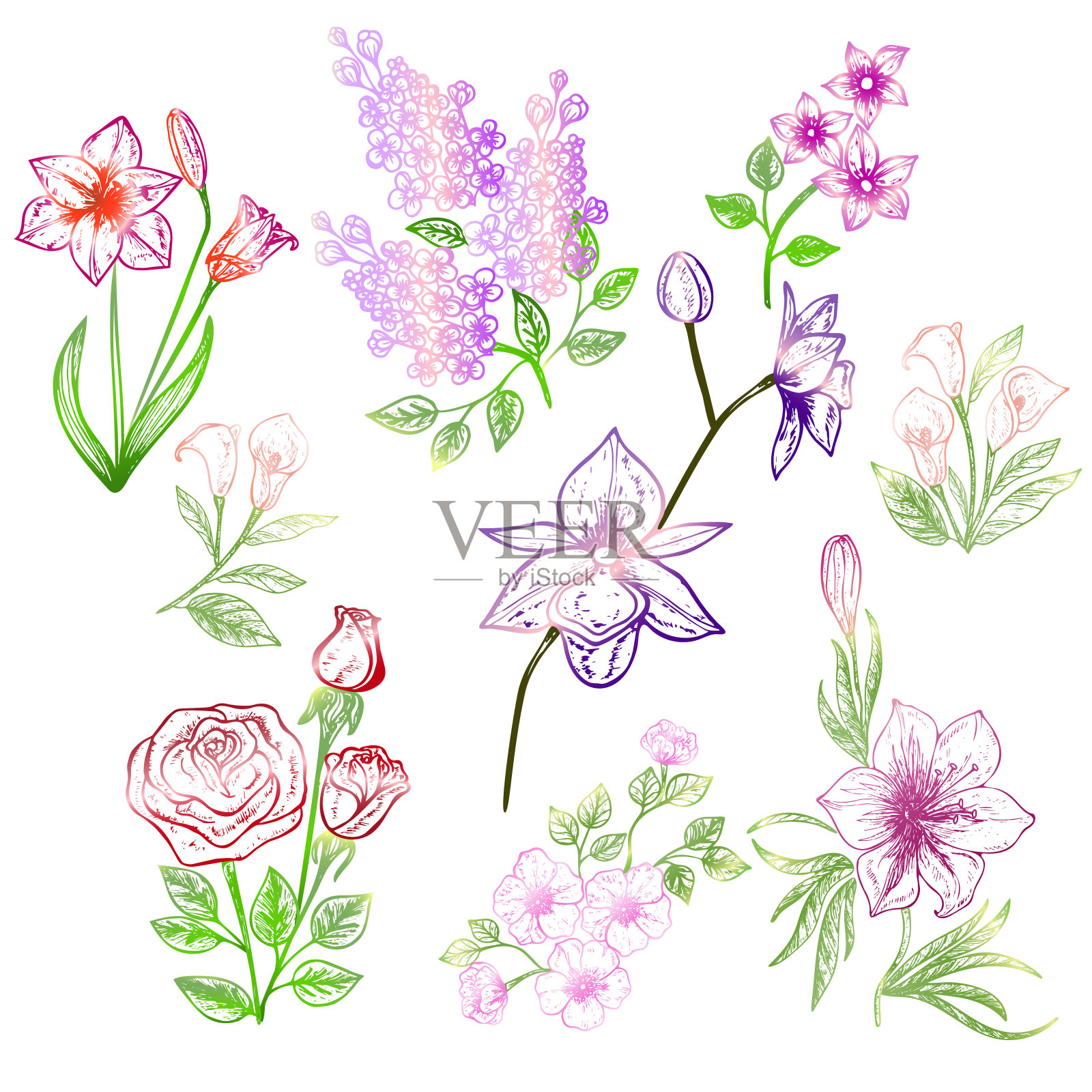 一组花孤立在白色背景上。插画图片素材