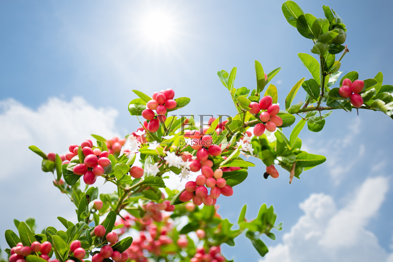 孟加拉红醋栗或卡兰达李子。孟加拉醋栗是泰国的红色水果。草本水果和高维生素。照片摄影图片