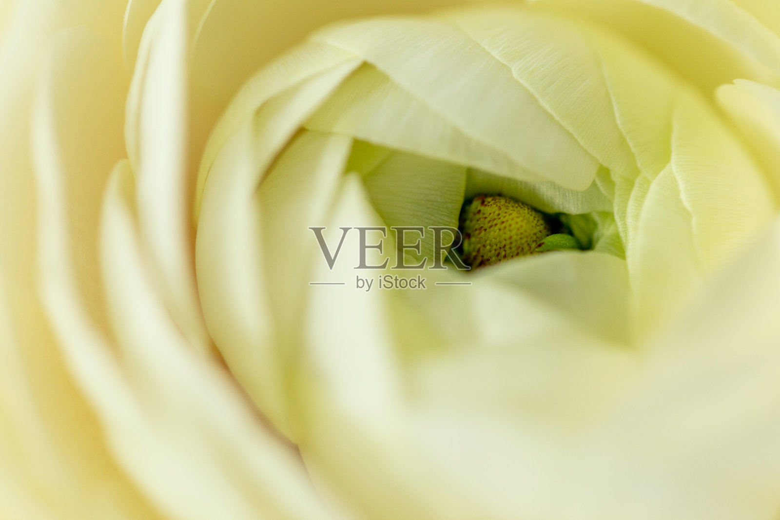 花芽。一个花蕾的特写。自然背景。蔬菜设计背景。照片摄影图片