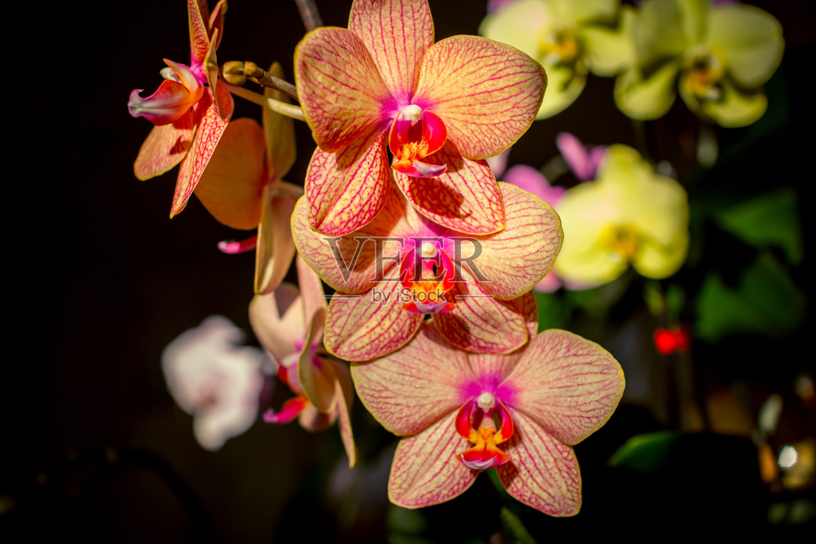 近距离的美丽盛开的兰花早午餐照片摄影图片