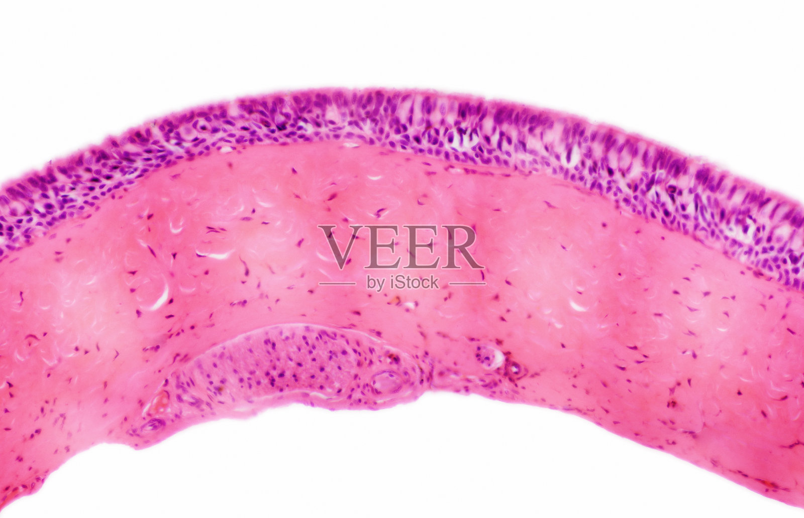 上皮组织横切面照片摄影图片
