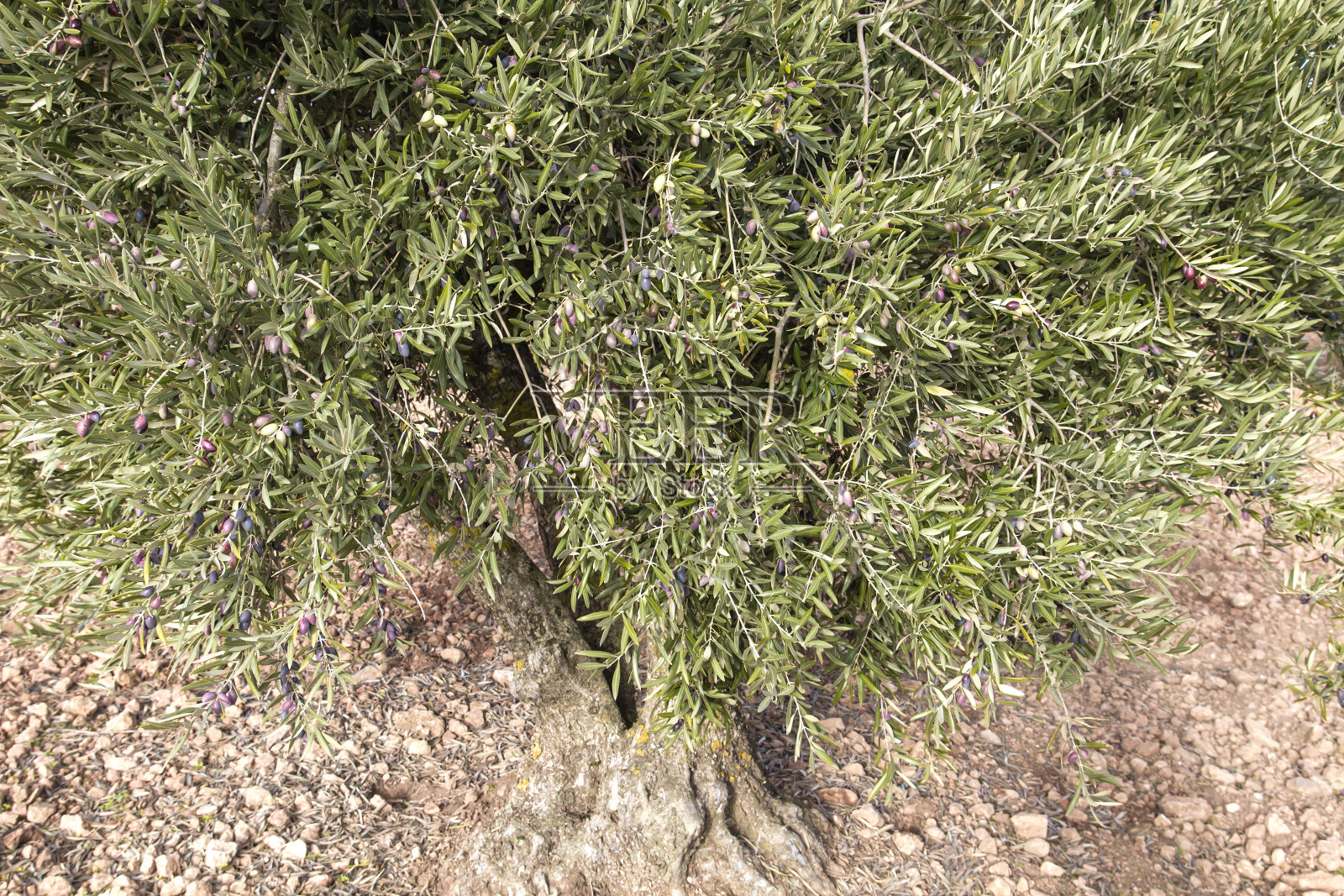 结满果实的老橄榄树照片摄影图片