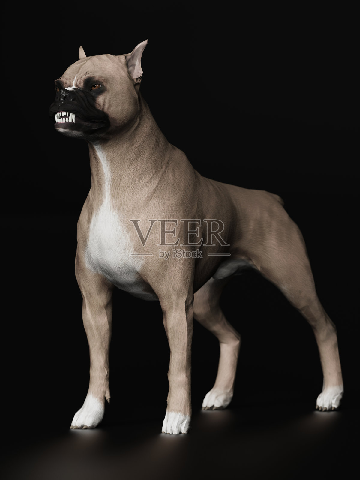 拳击手狗看起来疯狂和咆哮，站在黑暗的地板3d渲染照片摄影图片