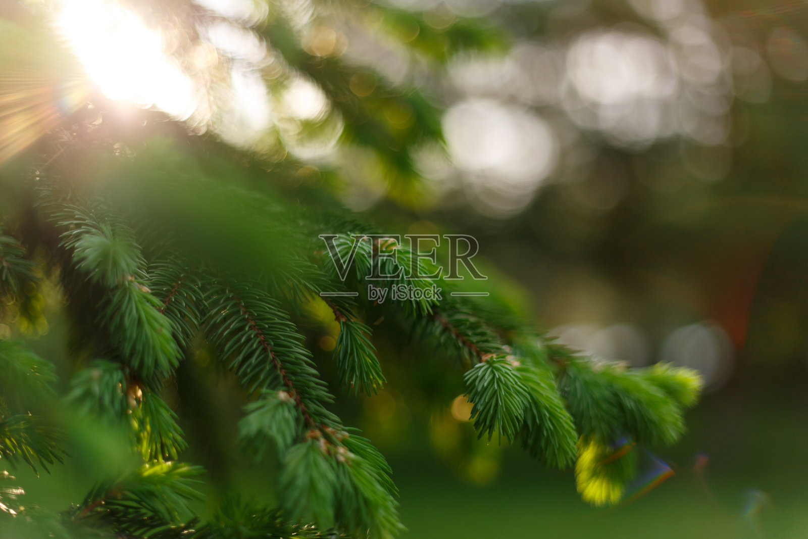 美丽的自然背景。夏天,春天的概念。在和煦的阳光下，新鲜蓬松的冷杉树枝。副本的空间。模板的设计。软焦点照片摄影图片