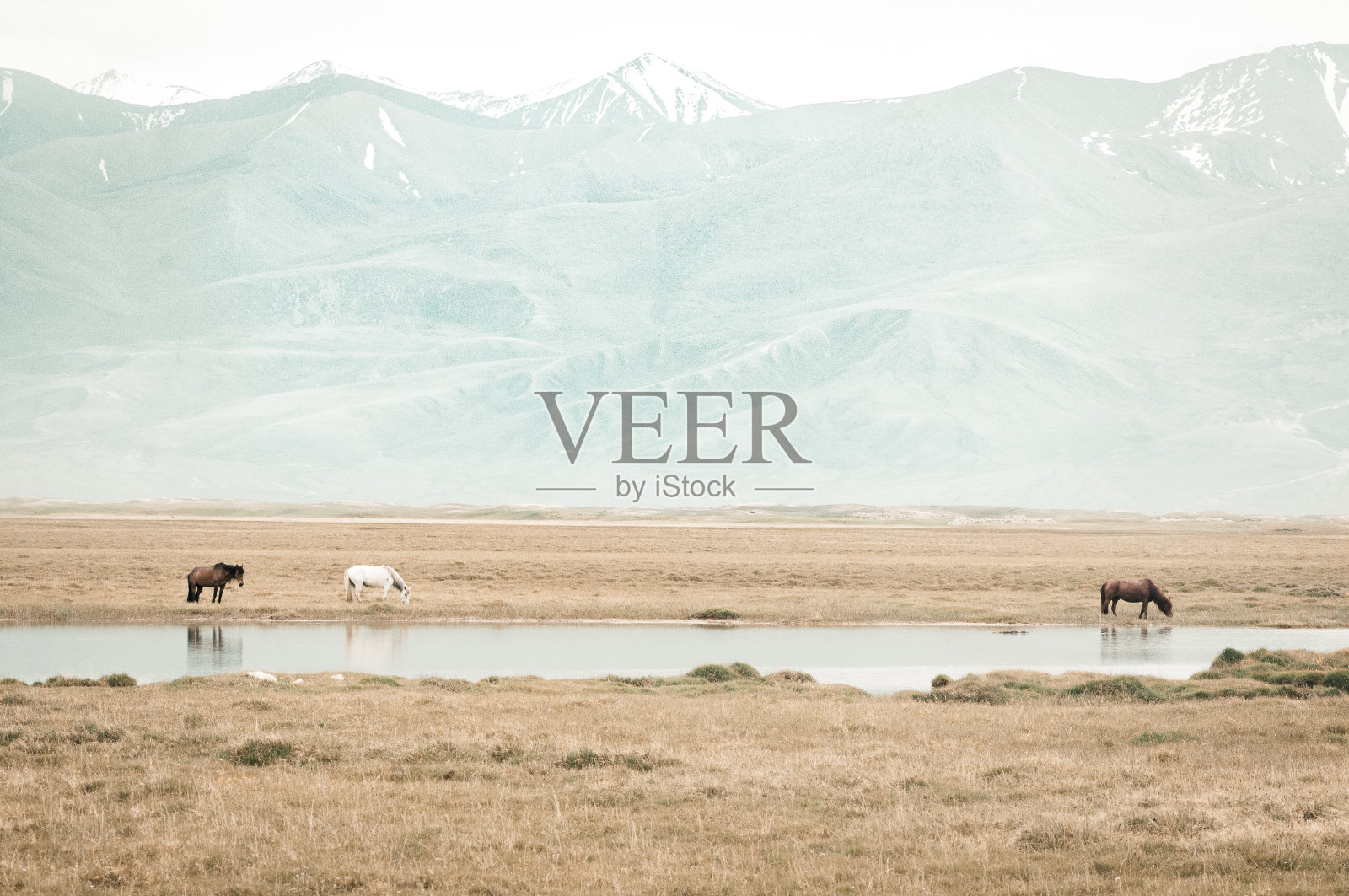 中国的马、山和草。伟大的自然照片摄影图片