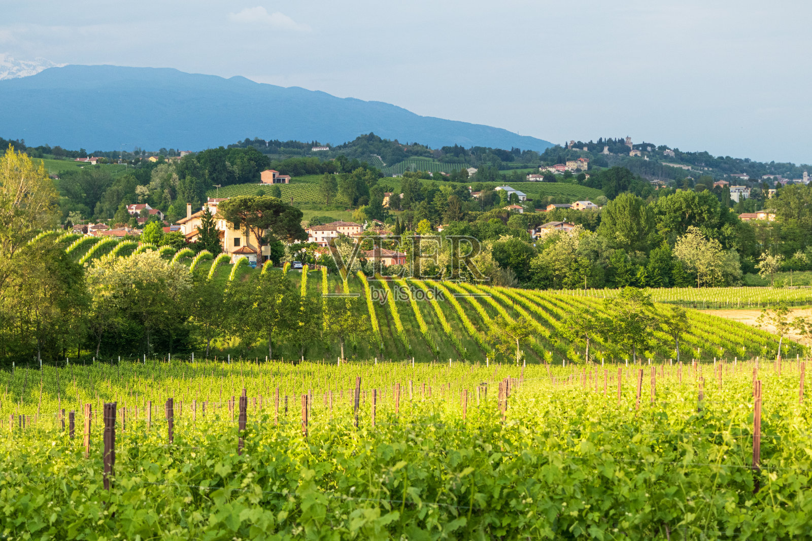 Susegana和Conegliano, Prosecco wine land照片摄影图片