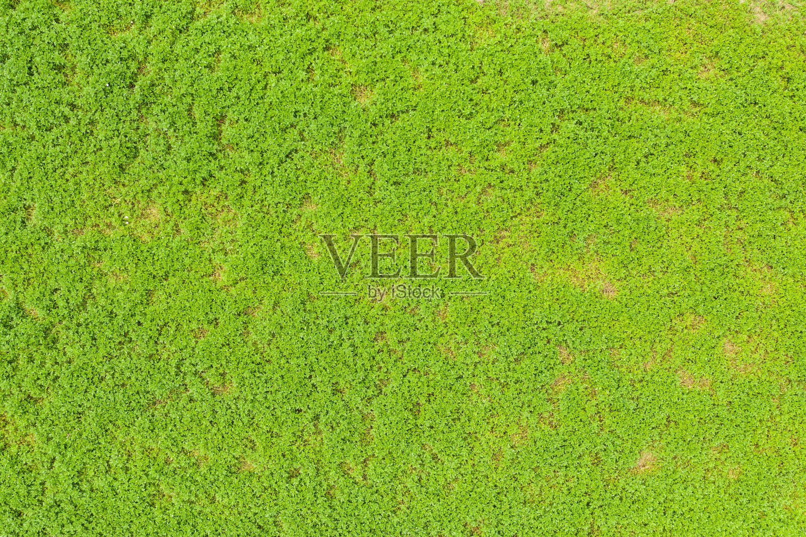 俯视图的绿色草地照片摄影图片