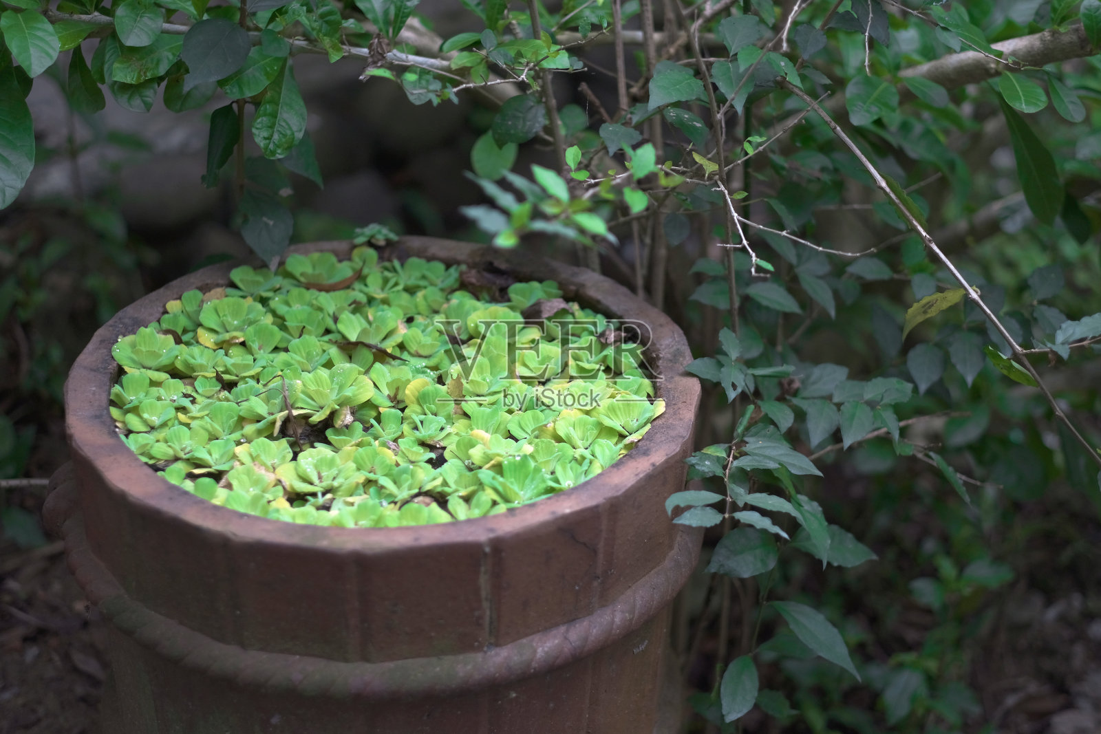 装饰多汁植物照片摄影图片