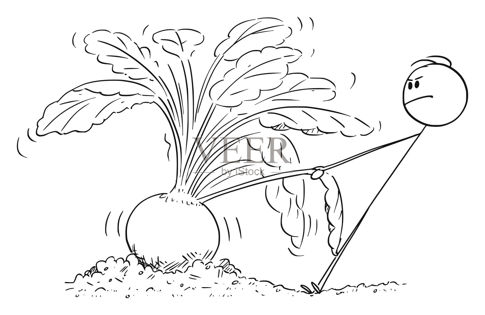 向量卡通的园丁或农民试图拔出大或巨大的甜菜插画图片素材