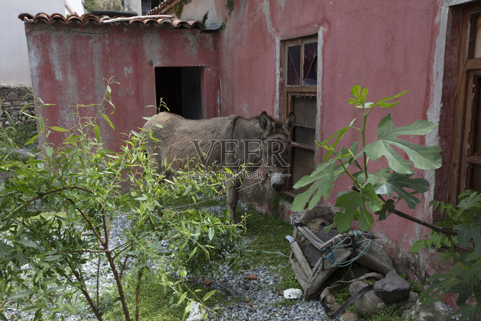 驴照片摄影图片