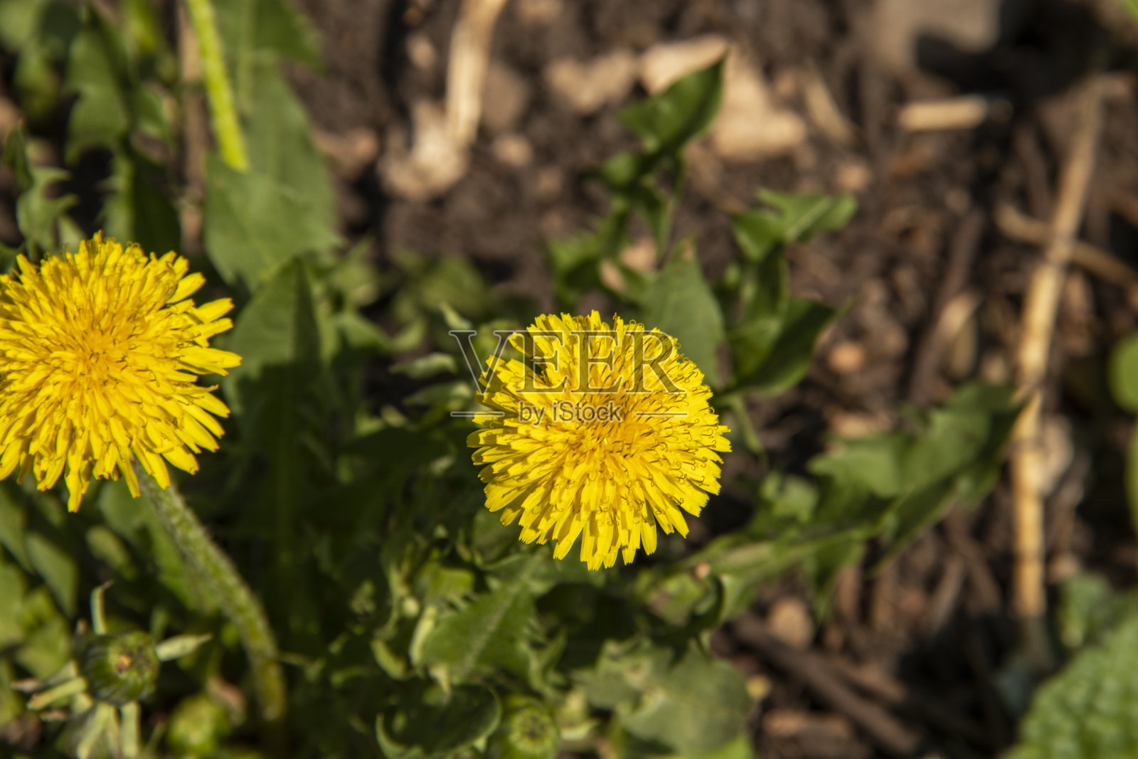 近距离开放的黄色蒲公英花蒲公英officinale。春天在花园里照片摄影图片