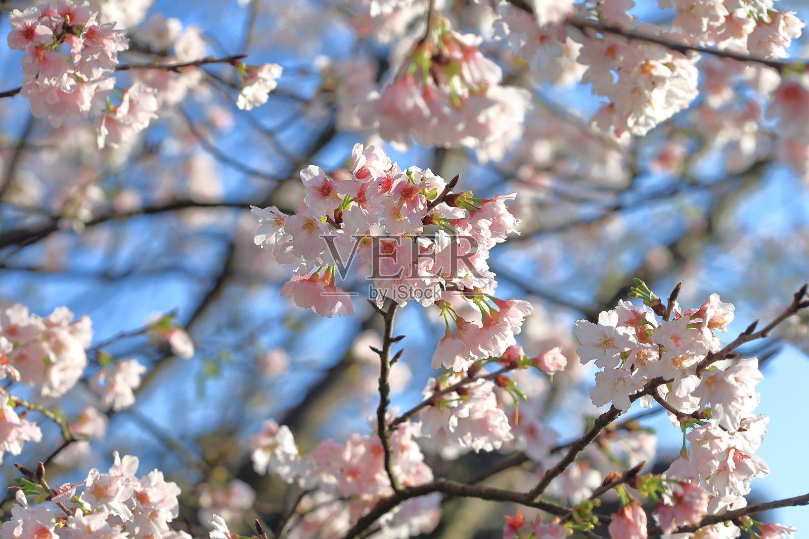 樱花照片摄影图片