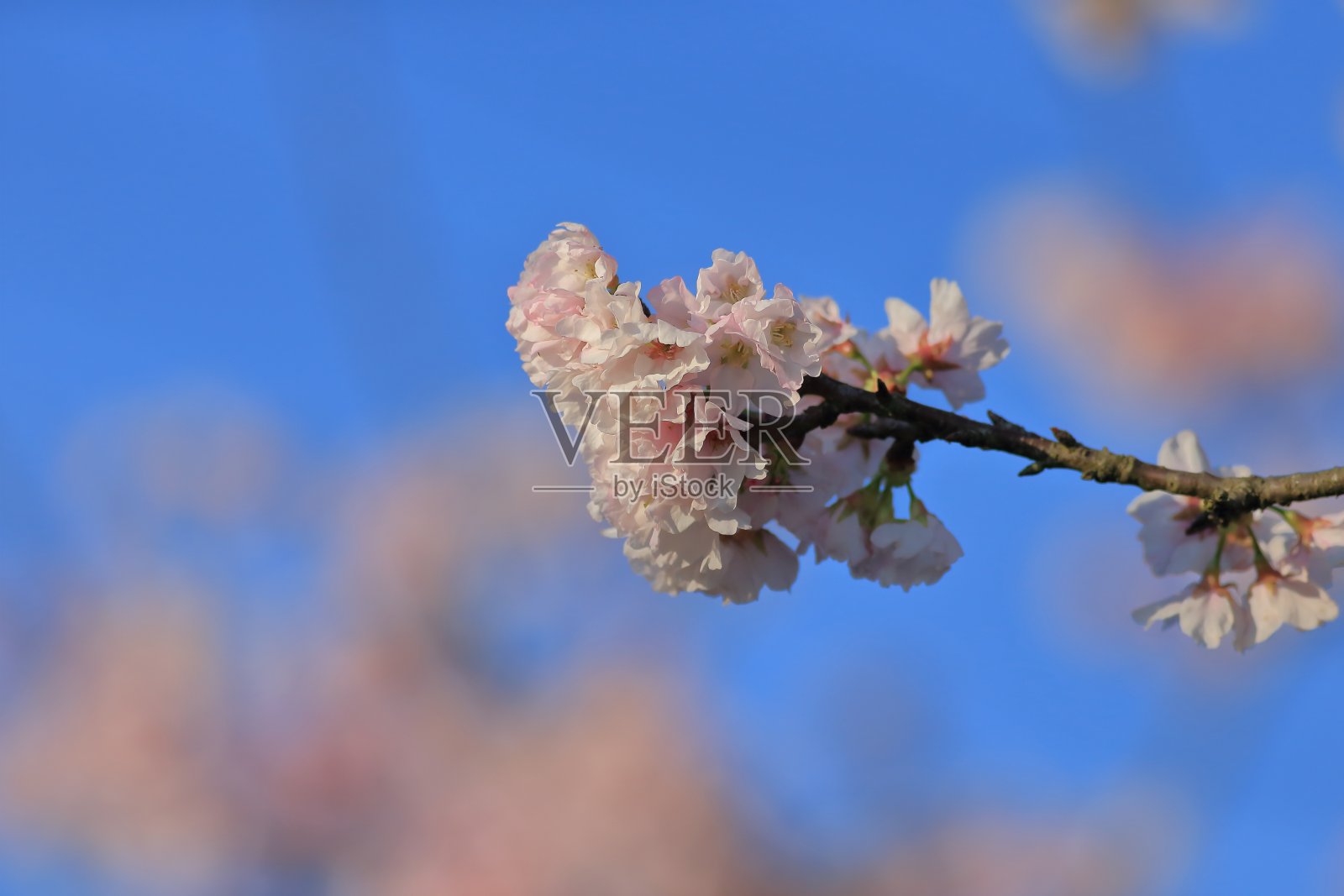 樱花照片摄影图片