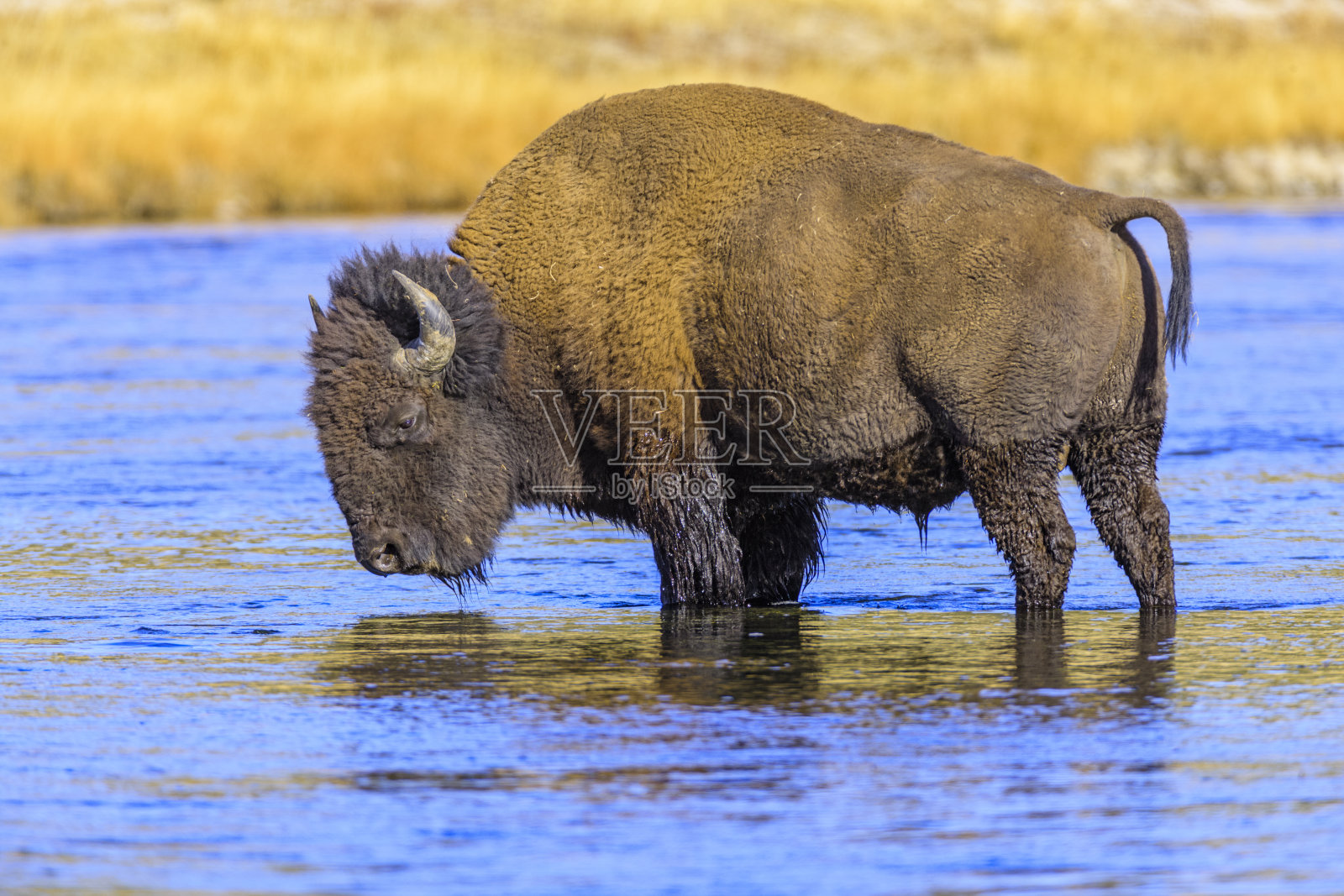 黄石国家公园在怀俄明州照片摄影图片