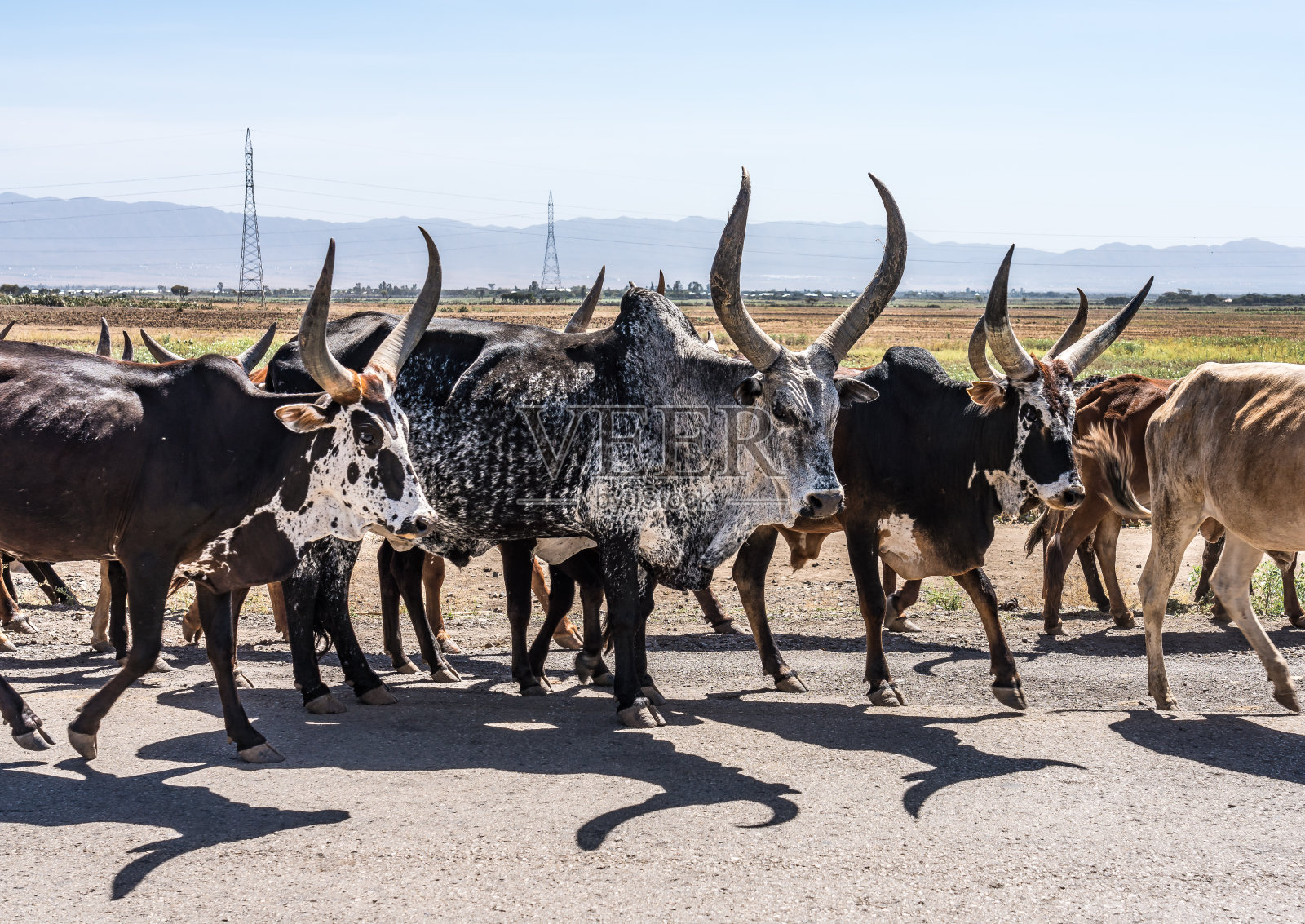 在前往埃塞俄比亚提格雷的Gheralta的路上，婆罗门或瘤牛照片摄影图片