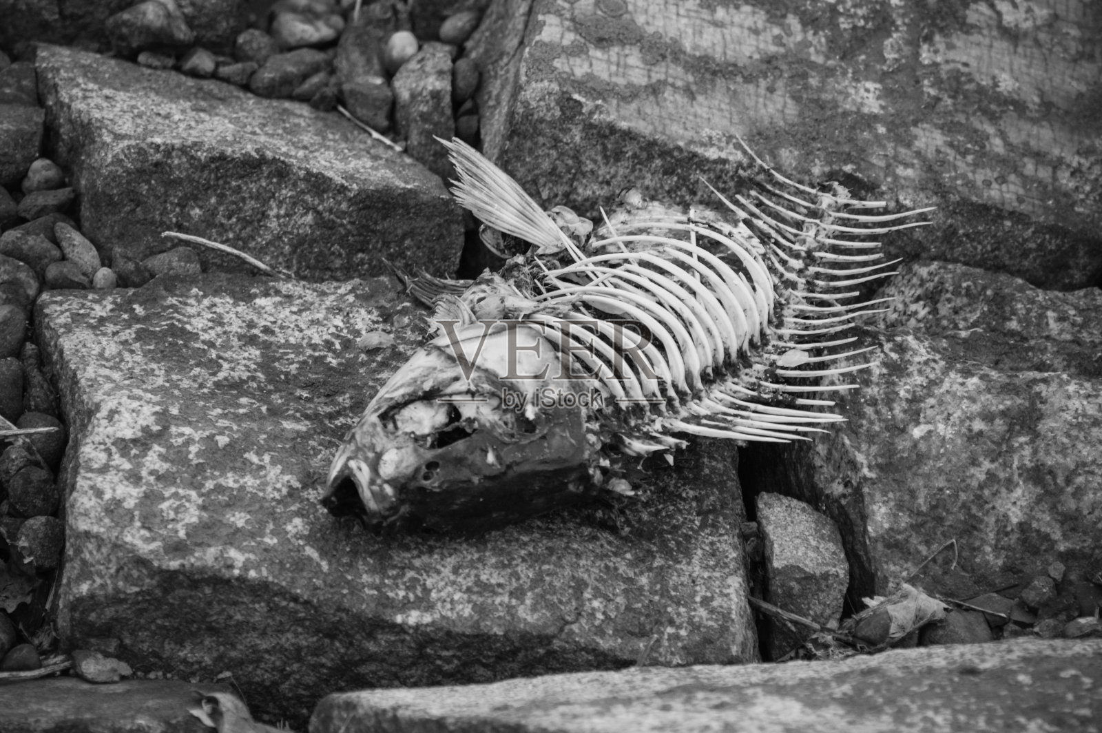 一条鱼被扔到湖岸的石头上。照片摄影图片