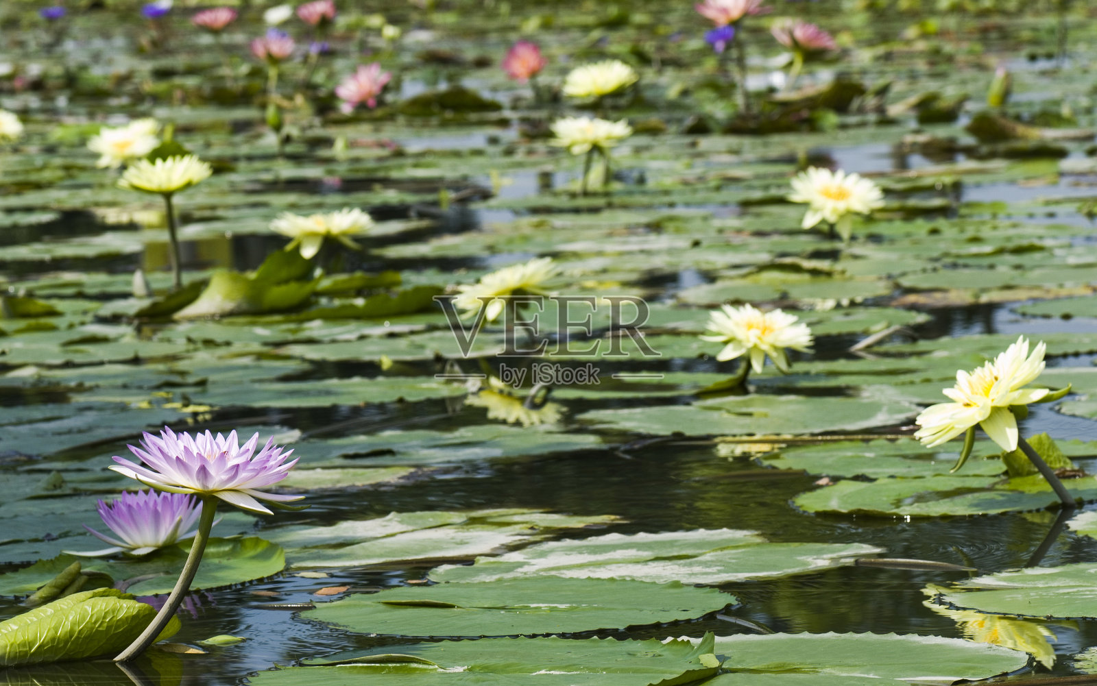 莲花照片摄影图片