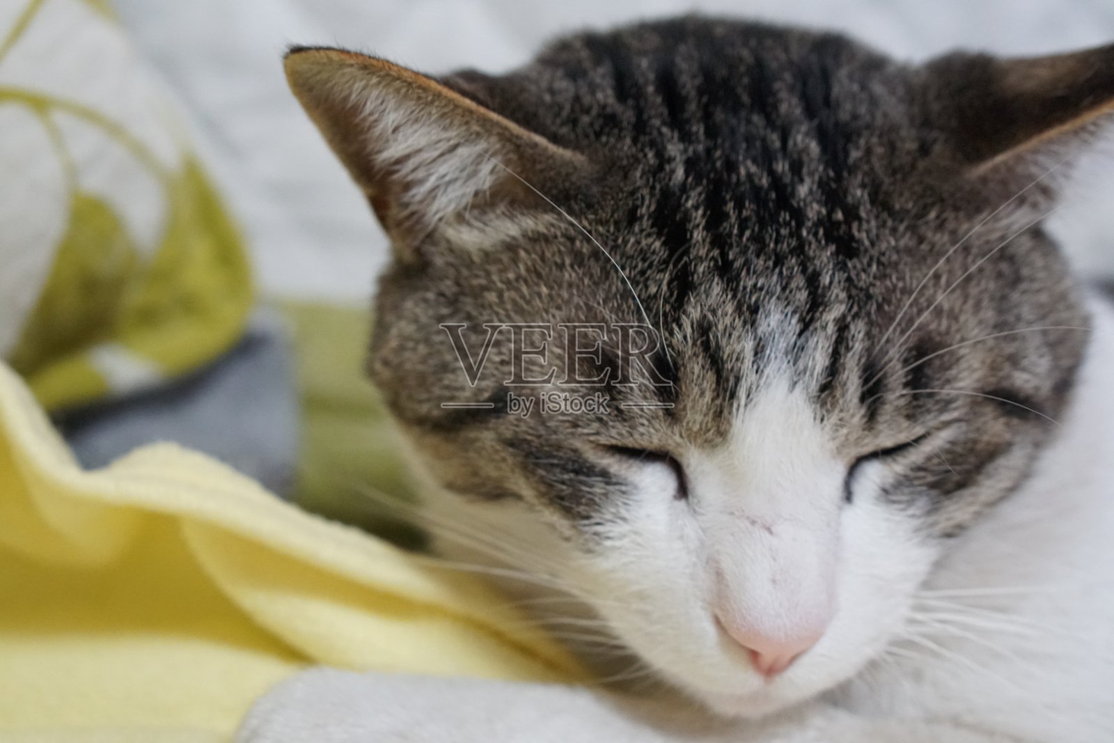 非常可爱的猫照片摄影图片