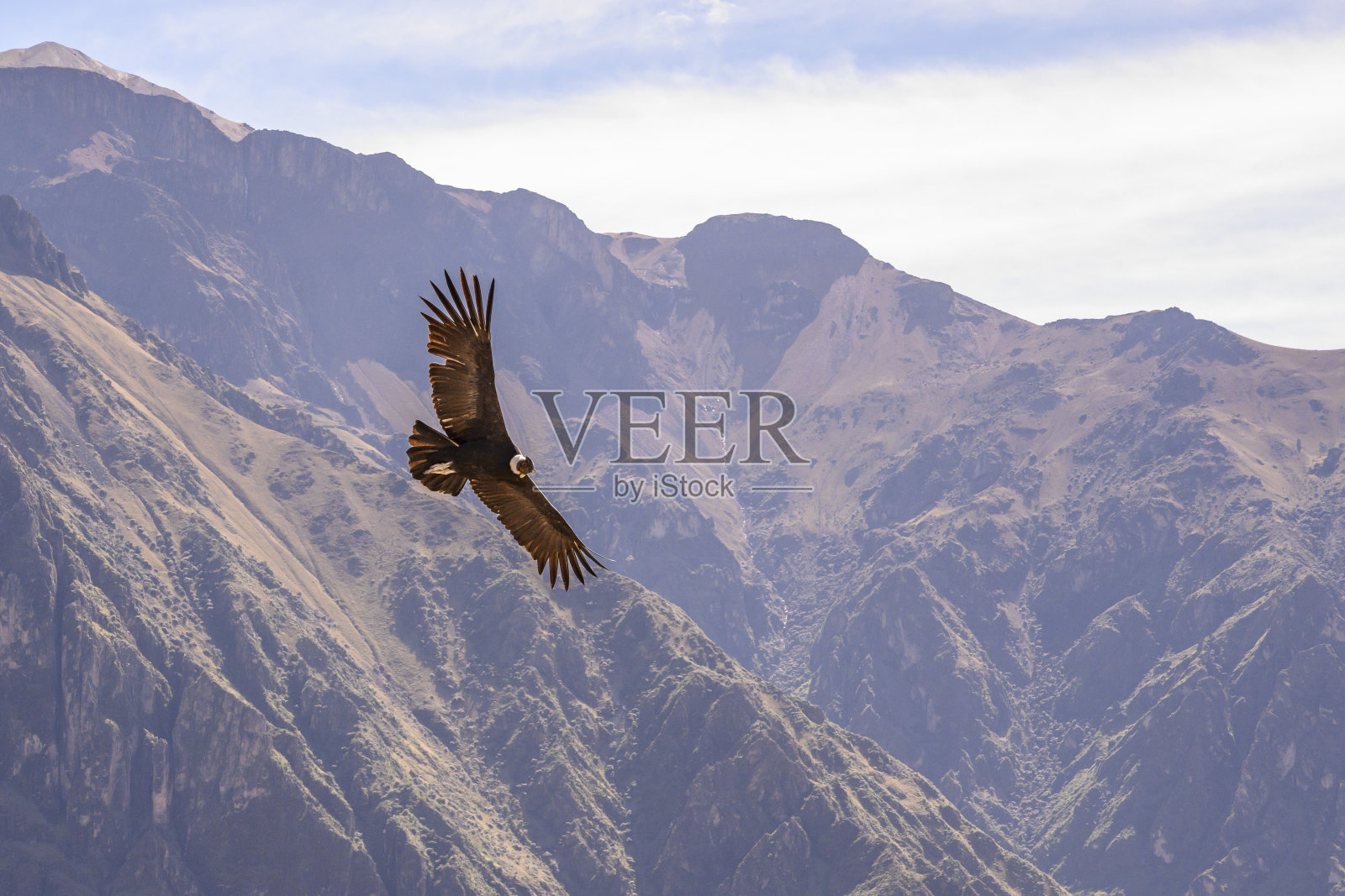 安第斯秃鹰照片摄影图片