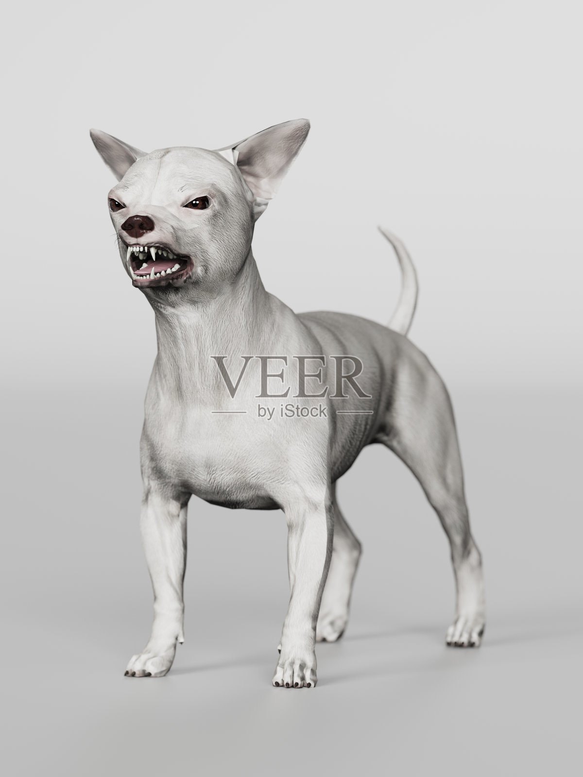 吉娃娃看起来丑陋的同时咆哮和站立3d渲染照片摄影图片