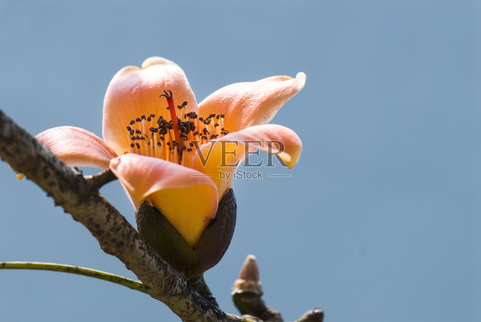木棉木棉花照片摄影图片