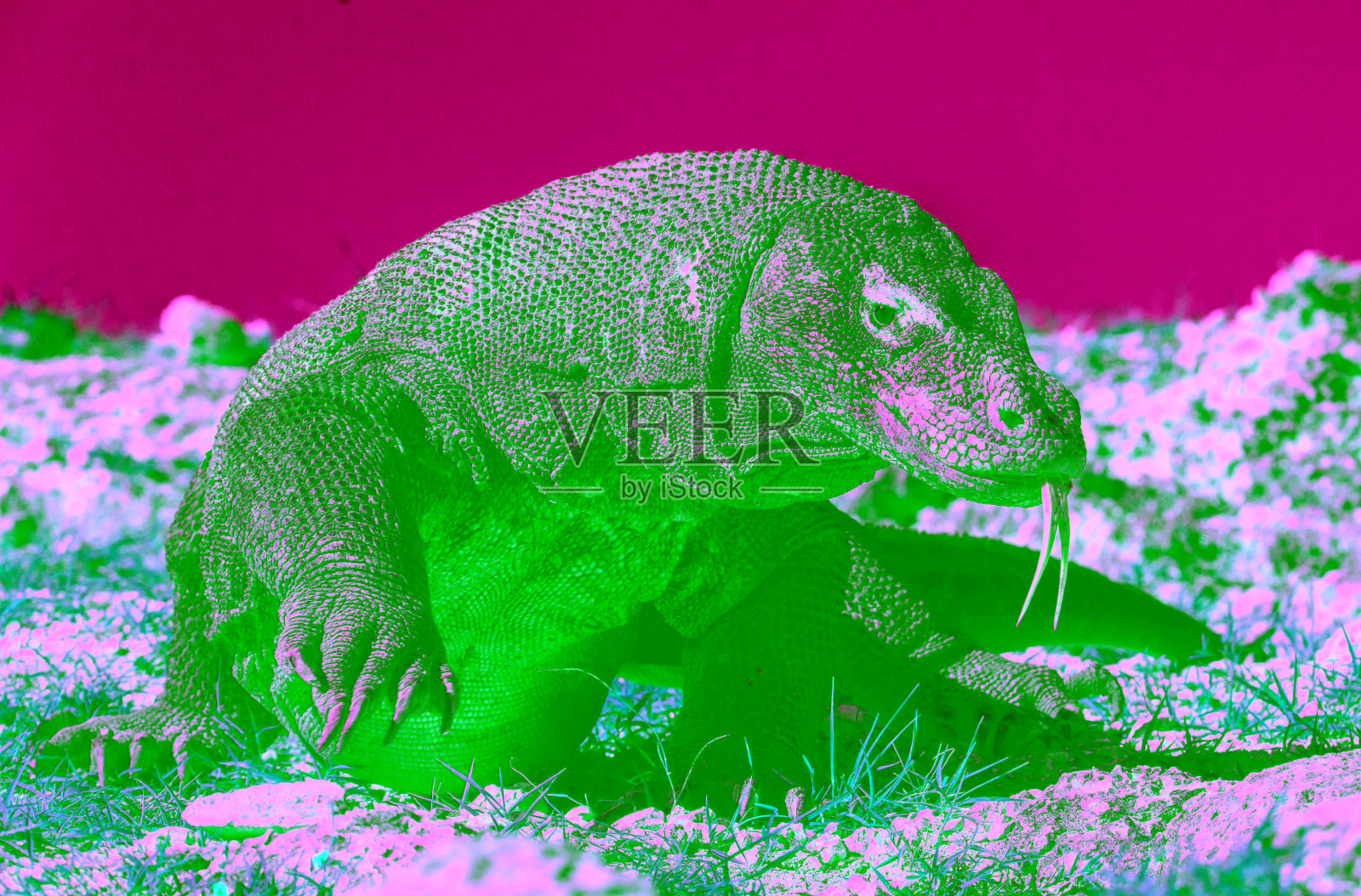 科莫多巨蜥照片摄影图片