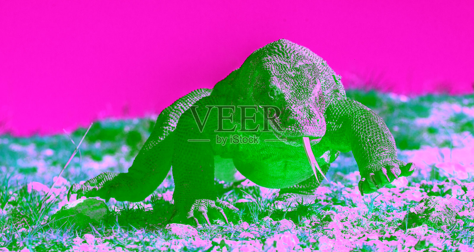 科莫多巨蜥照片摄影图片