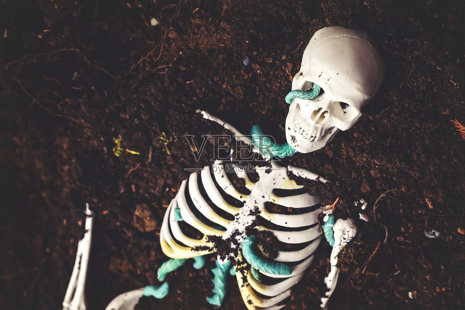 骷髅上的Manduca毛虫照片摄影图片