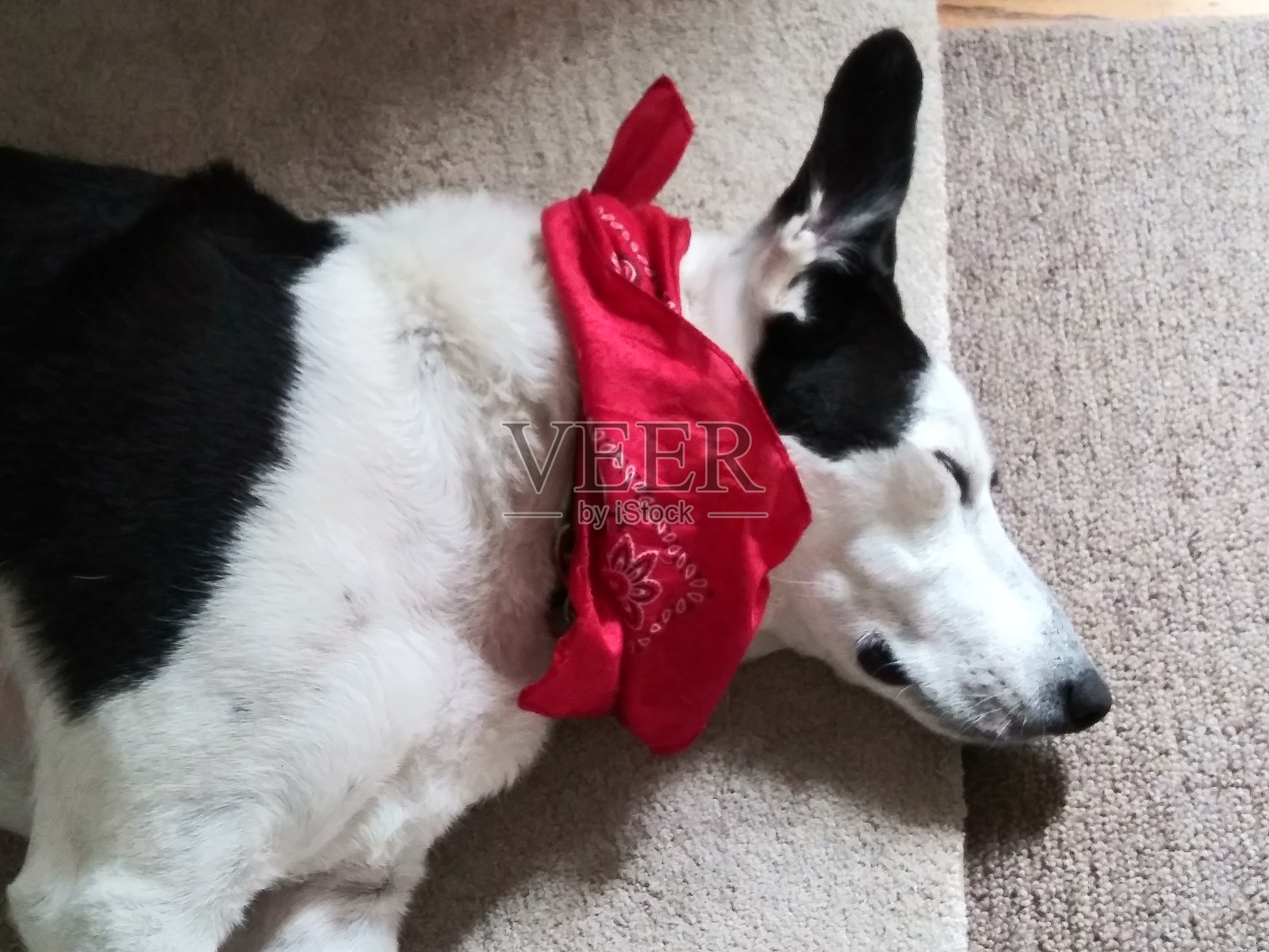 30分钟的跑步后，一只边境牧羊犬正在充电照片摄影图片