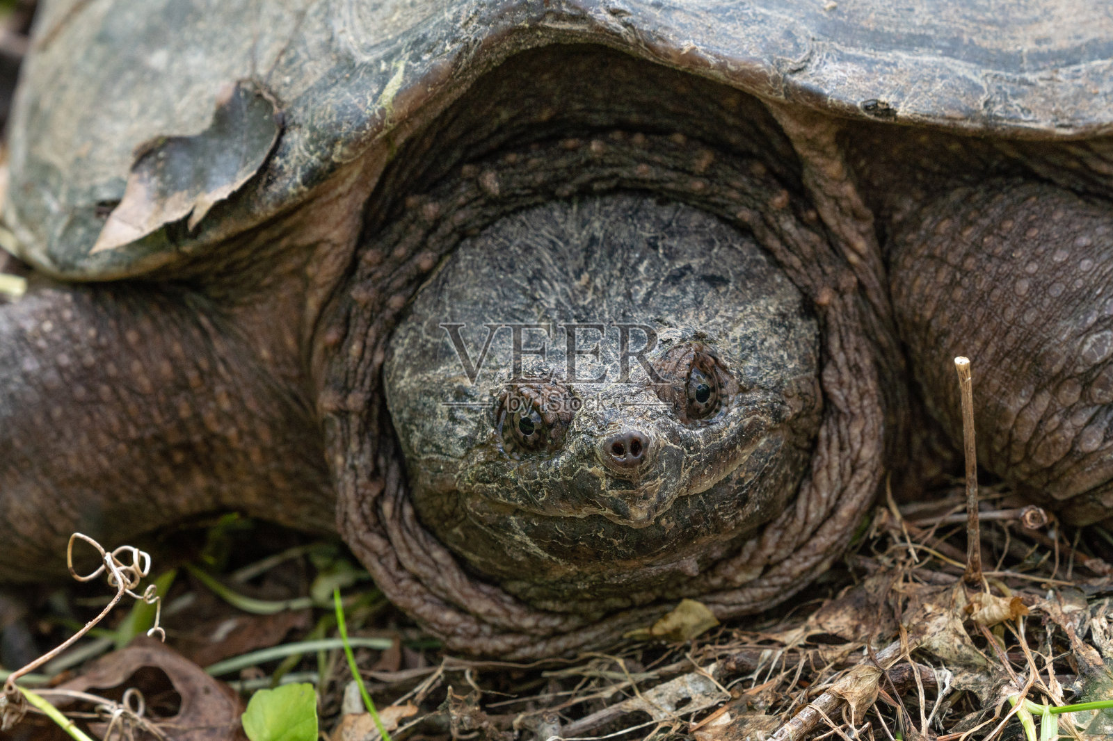 鳄龟(Chelydra serpentine)在池塘边晒太阳。照片摄影图片