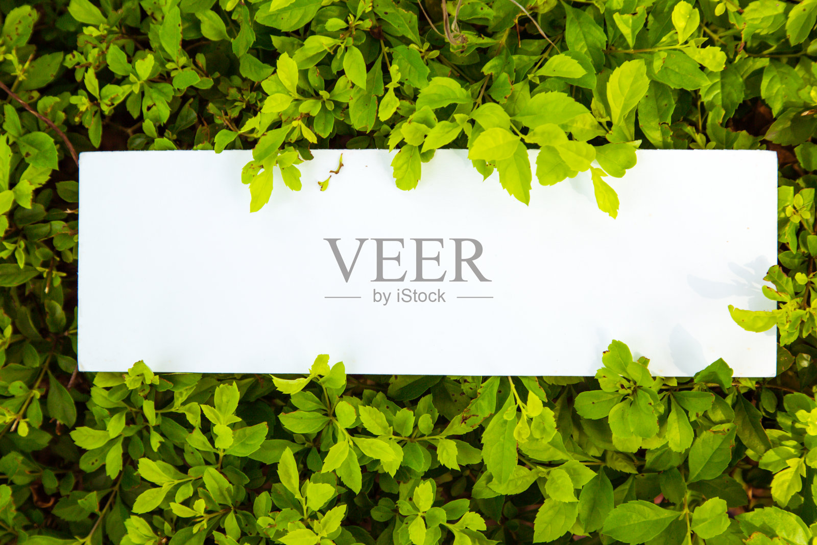 卡片放在草地上照片摄影图片