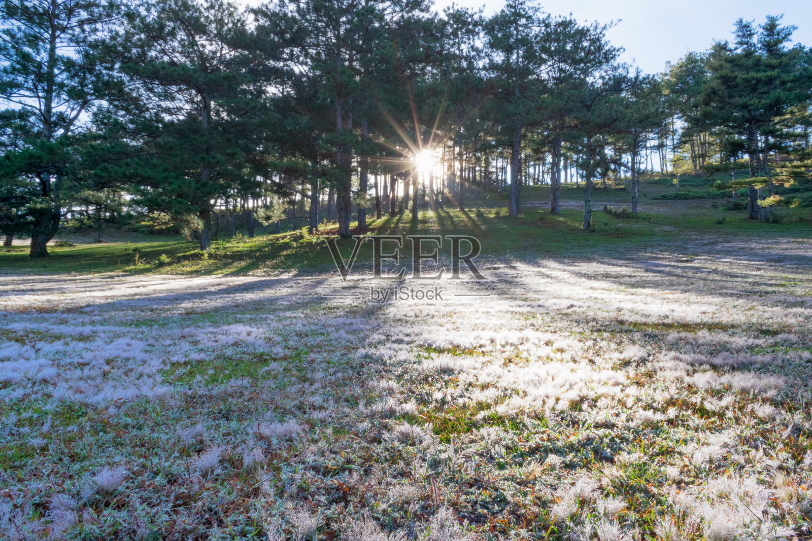 粉红色草地上美丽的阳光和日出时草地上的露珠照片摄影图片