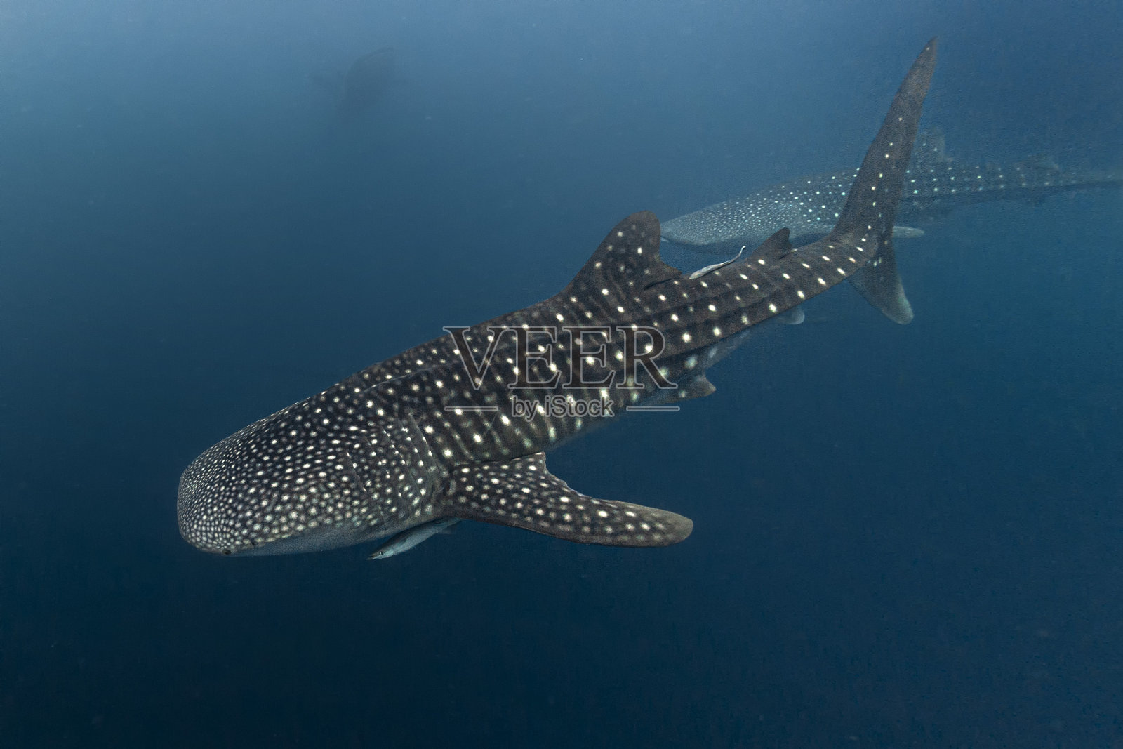 在西巴布亚cenderawasih湾与鲸鲨亲密接触照片摄影图片