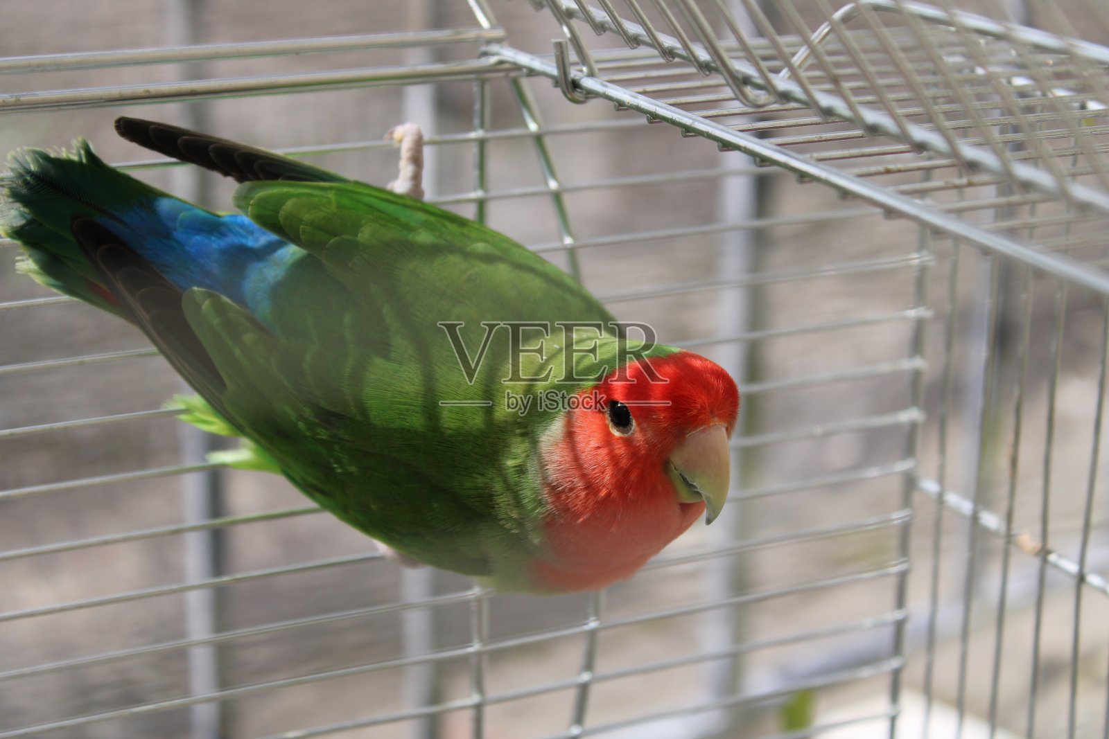 特写镜头的鹦鹉照片摄影图片